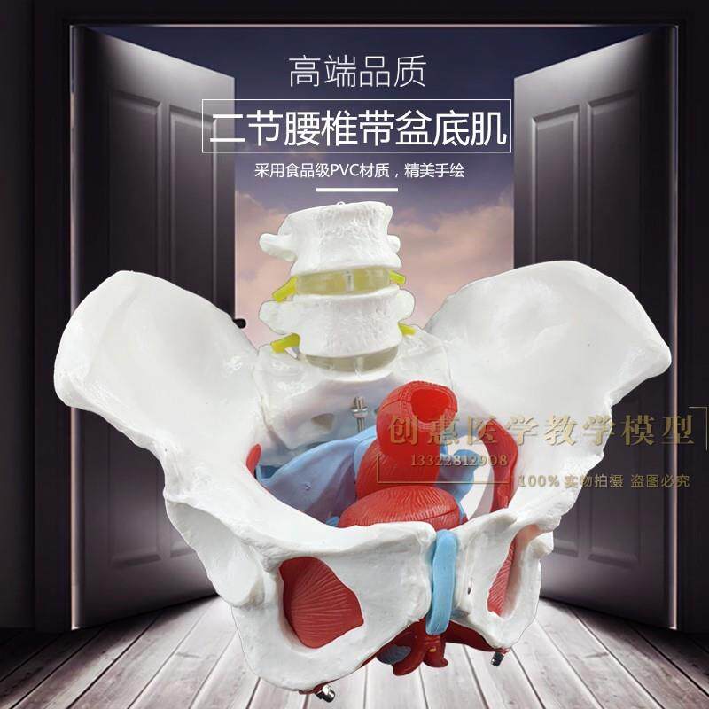 盆骨模型附盆底肌肉女性骨盆附盆底肌肉模型子宫附Z件模型包邮