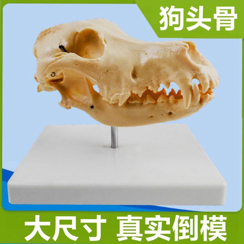 犬骨骼模型仿真狗头骨牙齿动物骨架真实倒模宠R物医院摆件标本骨