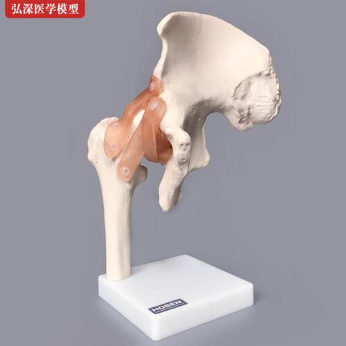 髋关节模型髋骨骼韧带腿骨股骨z盆结构骨科人体医学教学模具教具