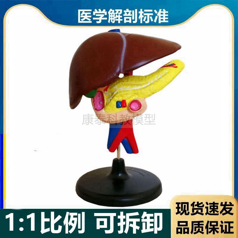 肝胆胰模型人体消化器官q内脏胰腺内分泌肝胆管血管分布病理肝脏