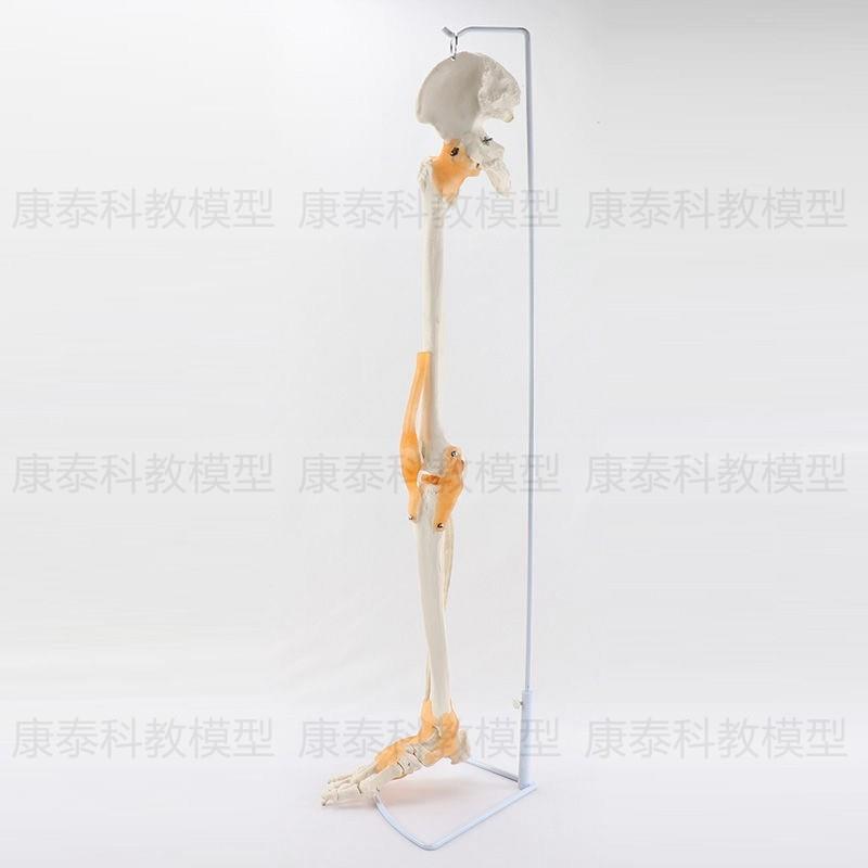 人体骨骼模型塑料仿真骨假u骨手骨尺骨桡骨肱骨腿骨膝关节胫骨脚
