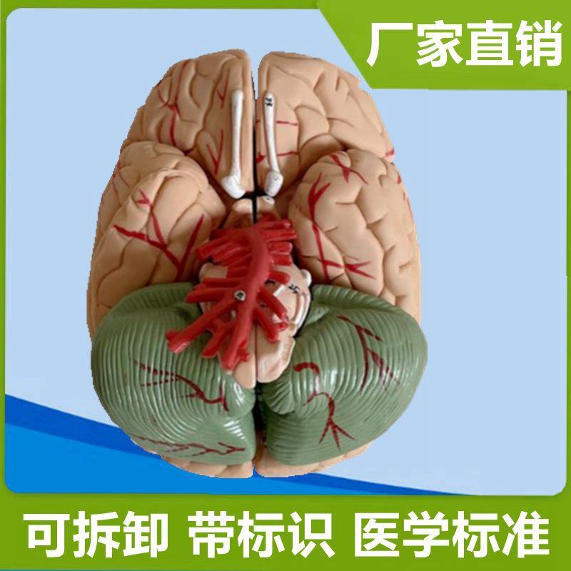 1:1脑模型拆卸拼装脑血管分布医D用解剖教具仿真脑组织生物课器材