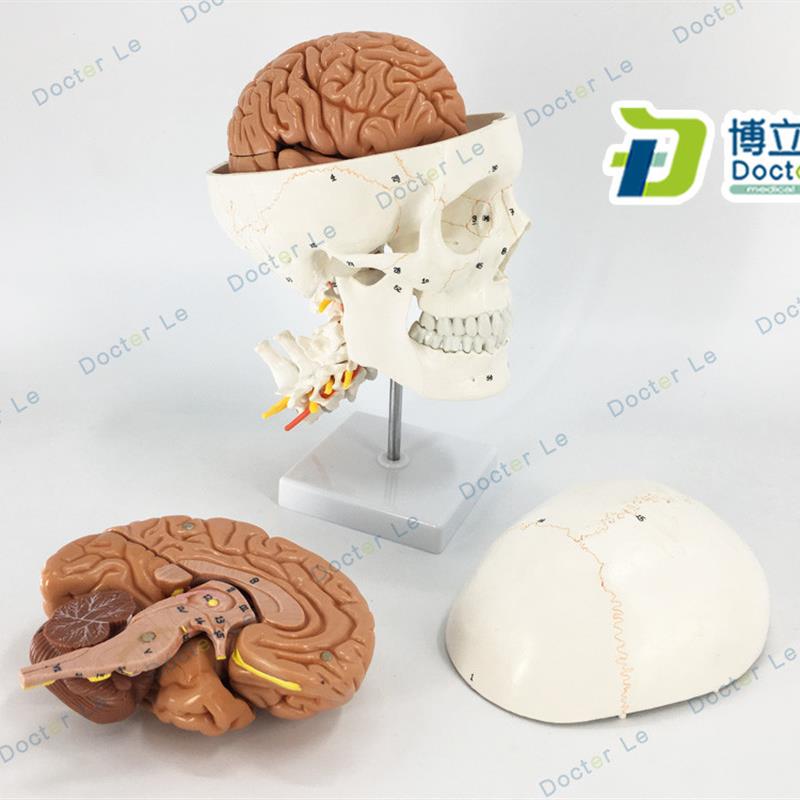 正品人体头颅骨大脑模型u头骨模型1:1颅脑颈椎神经科教学
