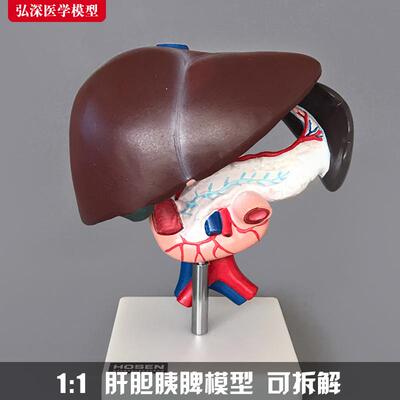 肝胰十二指肠模型肝胆胰r腺脾人腹腔内脏器官消化系统内科教学医