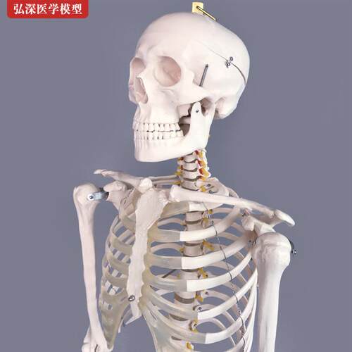 人体全身骨骼模型180pcm大骨架结构脊柱脊椎骷髅头医学教学具模具