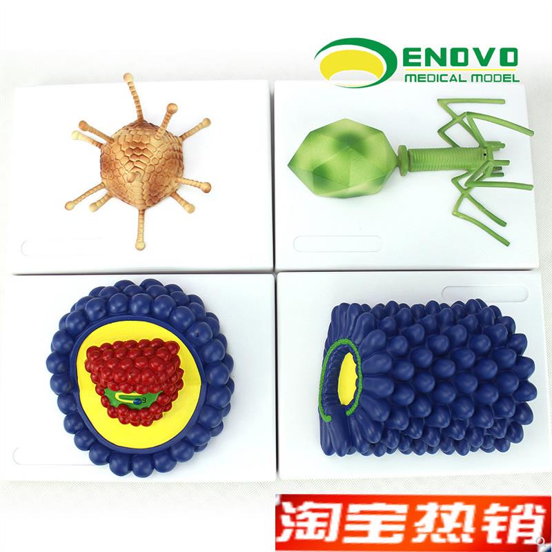 ENOVO颐诺微生物n学病毒模型杆状病毒腺病毒噬菌体病毒艾滋病毒学