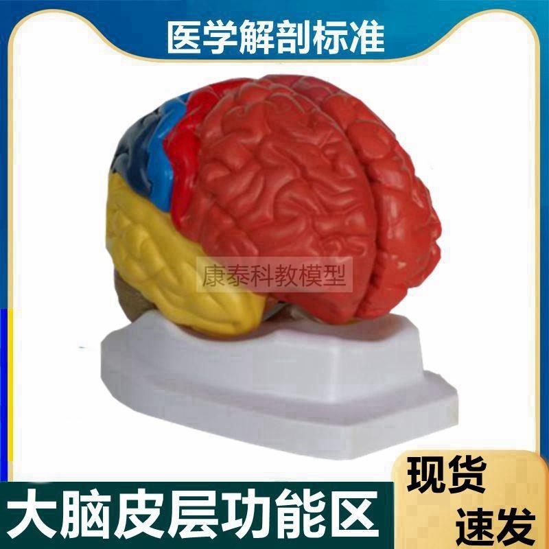 脑功能区模型大脑皮层人脑结构带说D明躯体感觉语言中枢早教全新