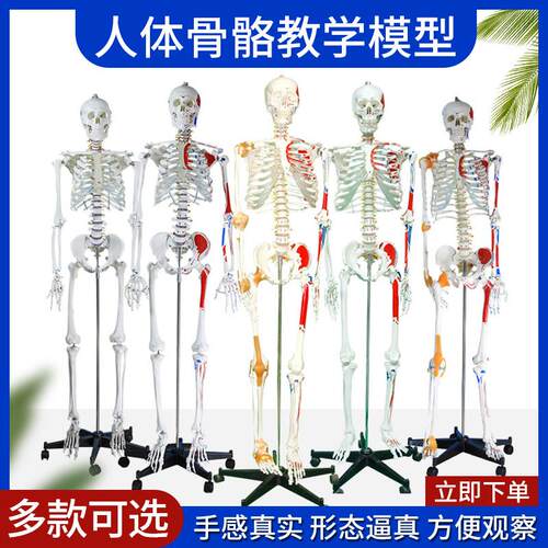 85CM人体骨骼模型170tCM骨架人体模型成人小骷髅教学模型脊椎全身