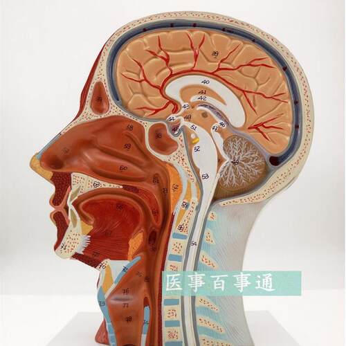 医用头面部解剖模型脑血管神经模型美容微N整形模型头浅表模型
