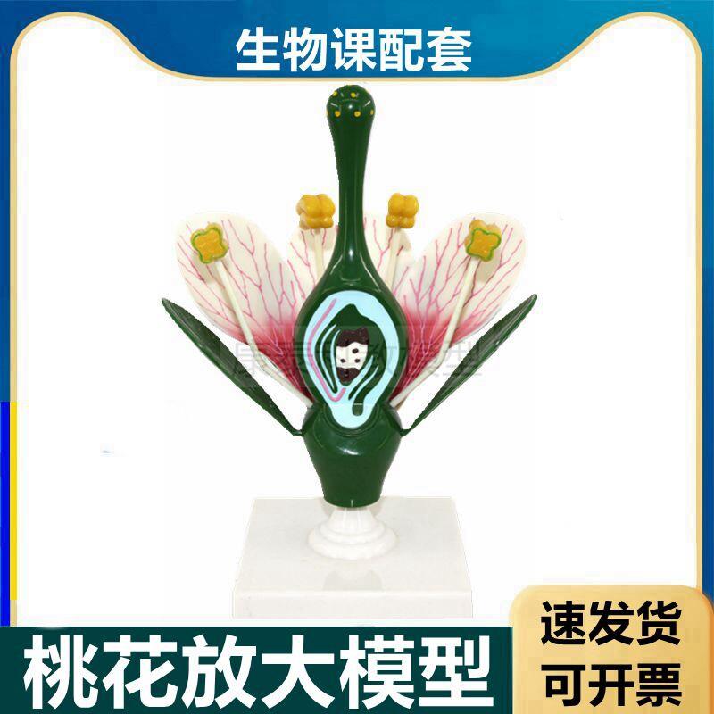 双子叶植物桃花模型可拆卸生物课实E验用具子房花瓣花蕊中学教具