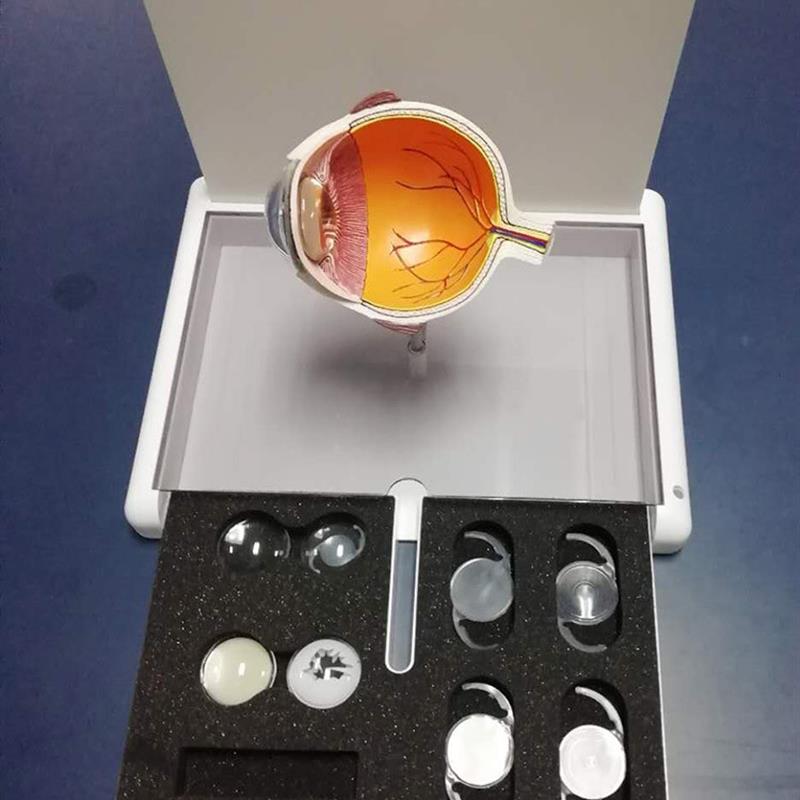 眼睛模型晶片虹膜器官解剖白内C障光学教仪医用医学教学教具