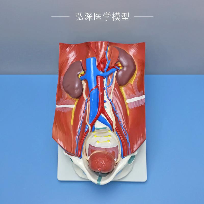 人体泌尿系统模型l肾脏器官可拆解剖膀胱输尿管血管教学医学模具
