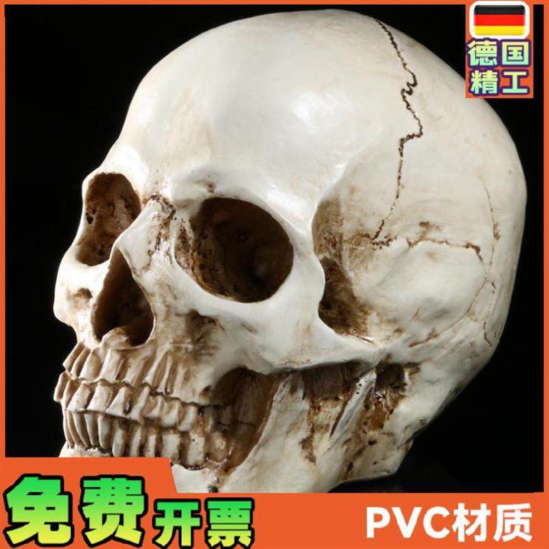美术素描小头骨绘画模型人头骨模型树脂骷髅头办X公摆件工艺品