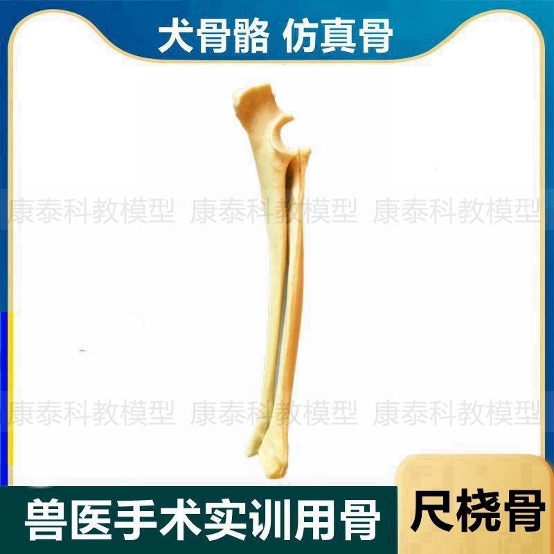 犬骨骼模型手术练习假骨狗狗骨架标本仿真骨头散S骨宠物医生兽医