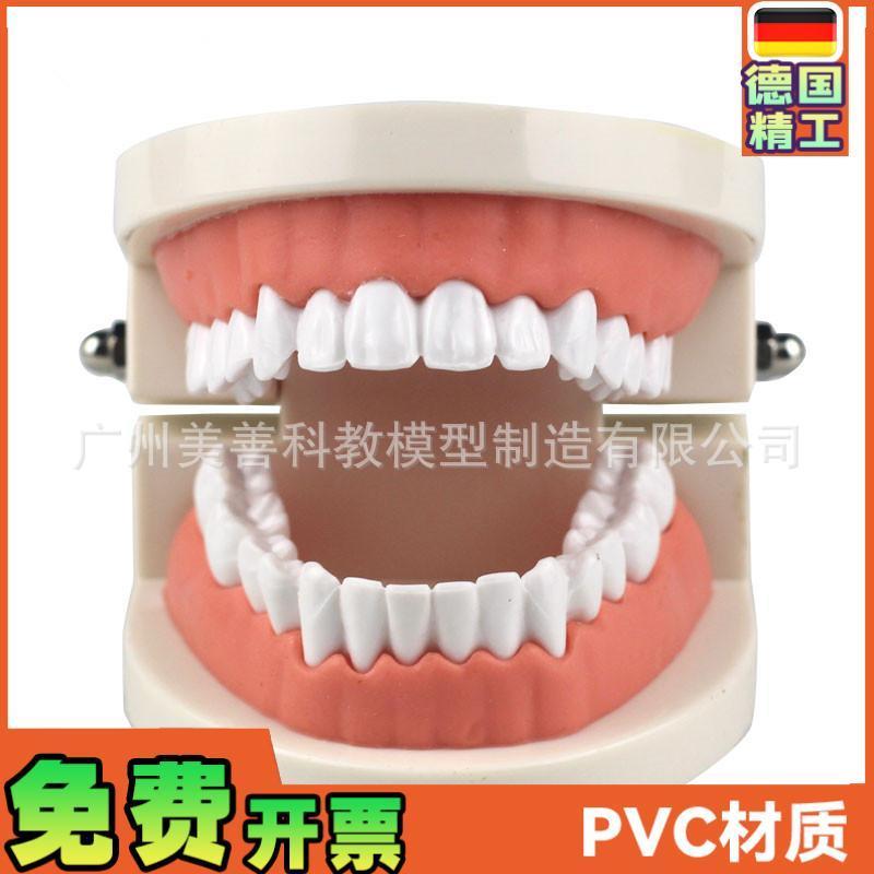 牙齿模型教学模型牙科材r料口腔材料假牙模型口腔模型儿童幼儿园