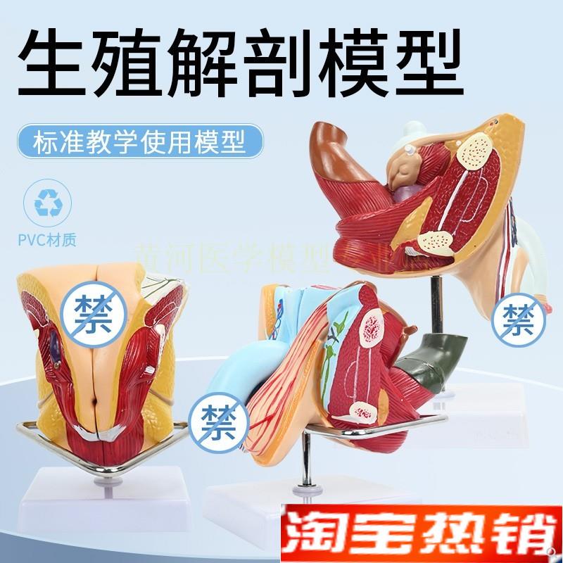 男性生殖解剖模型睾丸膀胱自然B大1:1男性生殖器层次解剖模型