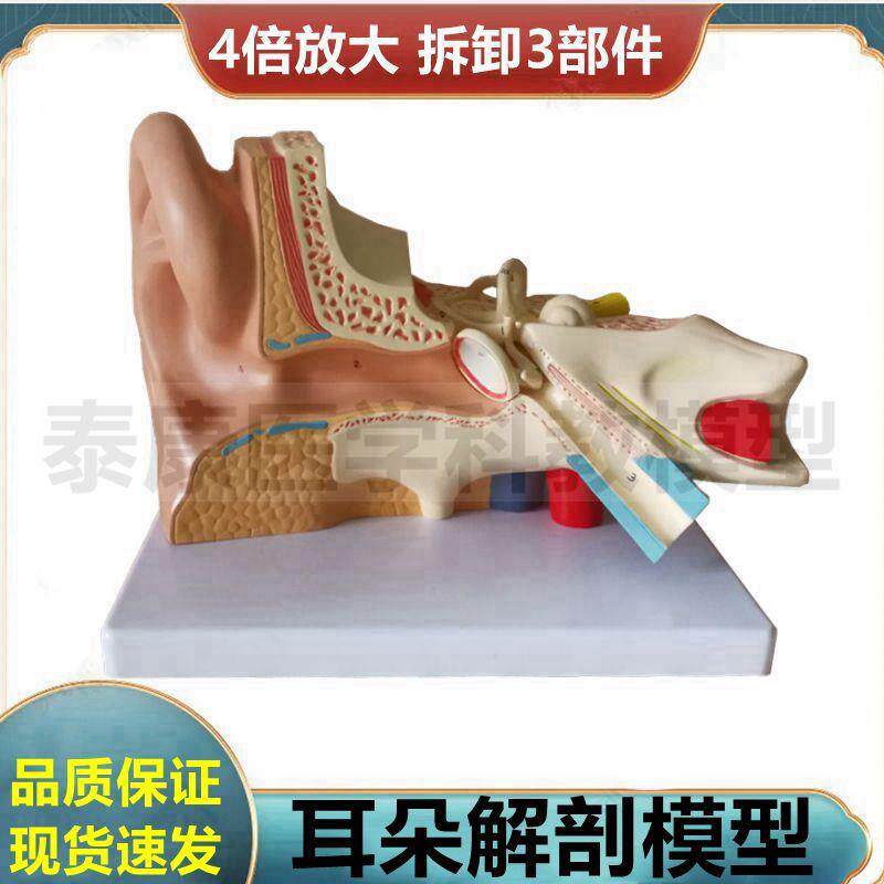 耳朵解剖模型神经内外科医生用临C床教学展示拼装拆卸内耳鼓膜迷