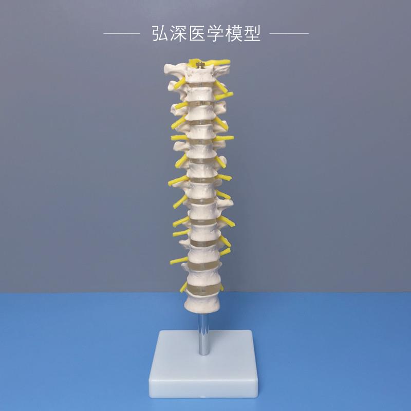 人体12节胸椎模型椎间盘脊w神经脊椎脊柱骨骼关节医学教学模具道