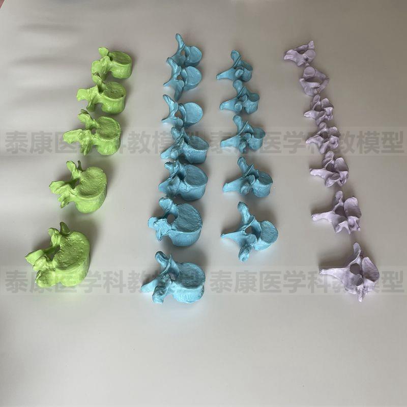 人体脊椎模型散装24节颈椎胸椎腰椎1比1仿M真塑胶骨头医用针灸正