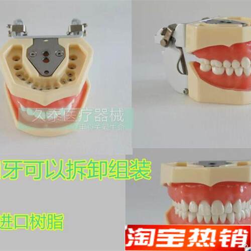 包邮标准牙颌g模型口腔科备全口牙齿可替换日进牙颌配FE咬合架