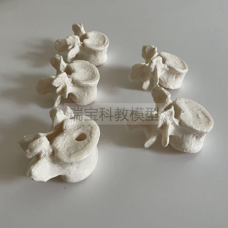 人体脊椎模型仿真k成人1比1寰椎枢椎颈椎腰椎胸椎散骨中医正骨推
