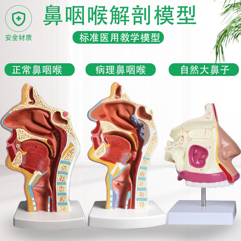 放大鼻腔模型鼻X腔解剖鼻子模型五官科眼耳鼻咽喉医用模型包