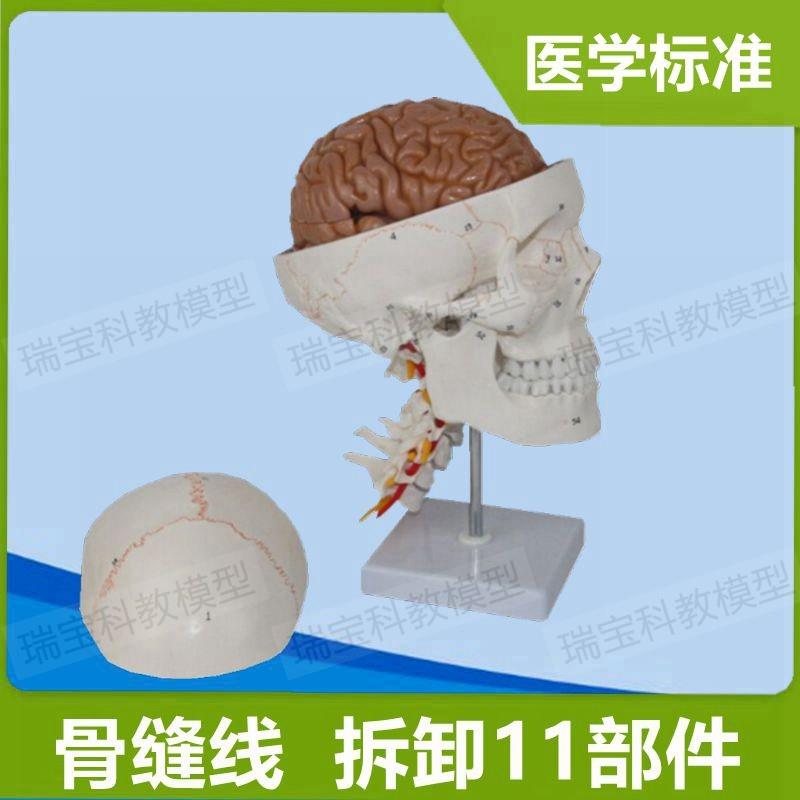 1:1颅骨带颈椎模型头骨带8部件脑口腔下K颌骨牙科医用解剖标准教