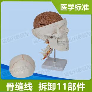 1:1颅骨带颈椎模型头骨带8部件脑口腔下K颌骨牙科医用解剖标准教