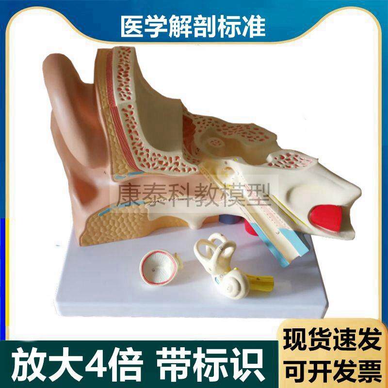 人耳朵解剖模型放大o4倍可拆卸带标识内耳迷路鼓膜听小骨听觉器官