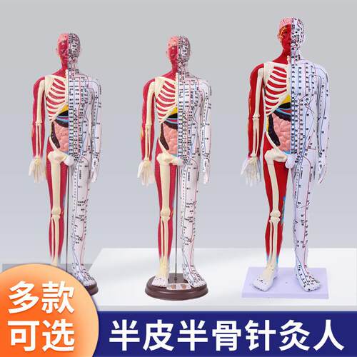 6085cm人体针灸穴位模型半肌肉骨骼内脏中医R十二经络图解剖模特