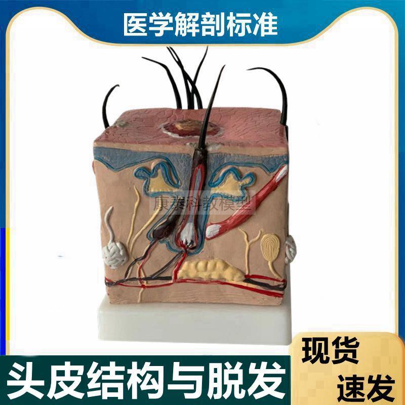 头发生长发育模型头发放大解剖脱发植发培训病理痤V疮皮肤放大立
