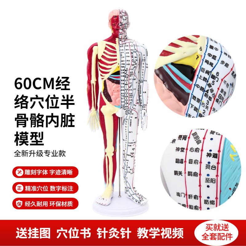 人体穴位针灸模型j中医经络刻字高清晰60CM半肌肉骨骼半经络模型