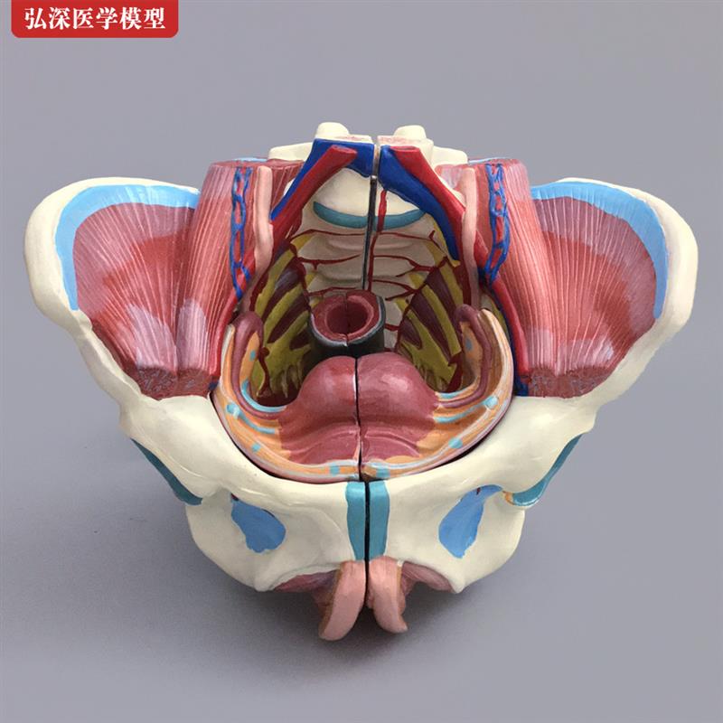 女性骨盆模型盆骨带生殖器血管神经E肌肉子宫人体解剖教学模具医