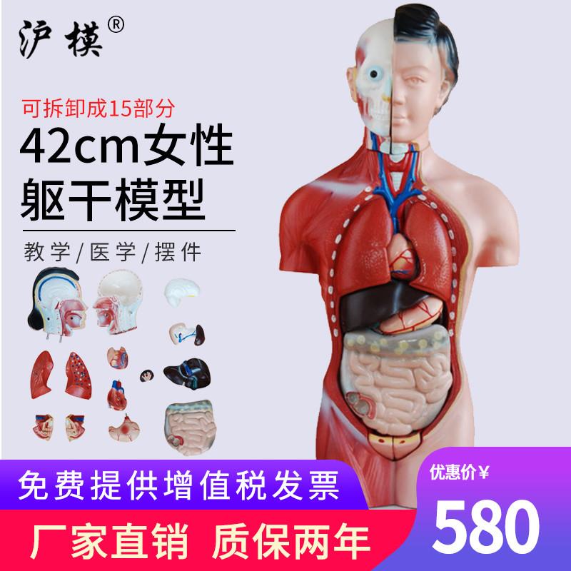 沪模42CM女性躯干模型15部件可拆u分中小学幼儿科学展示模具人体