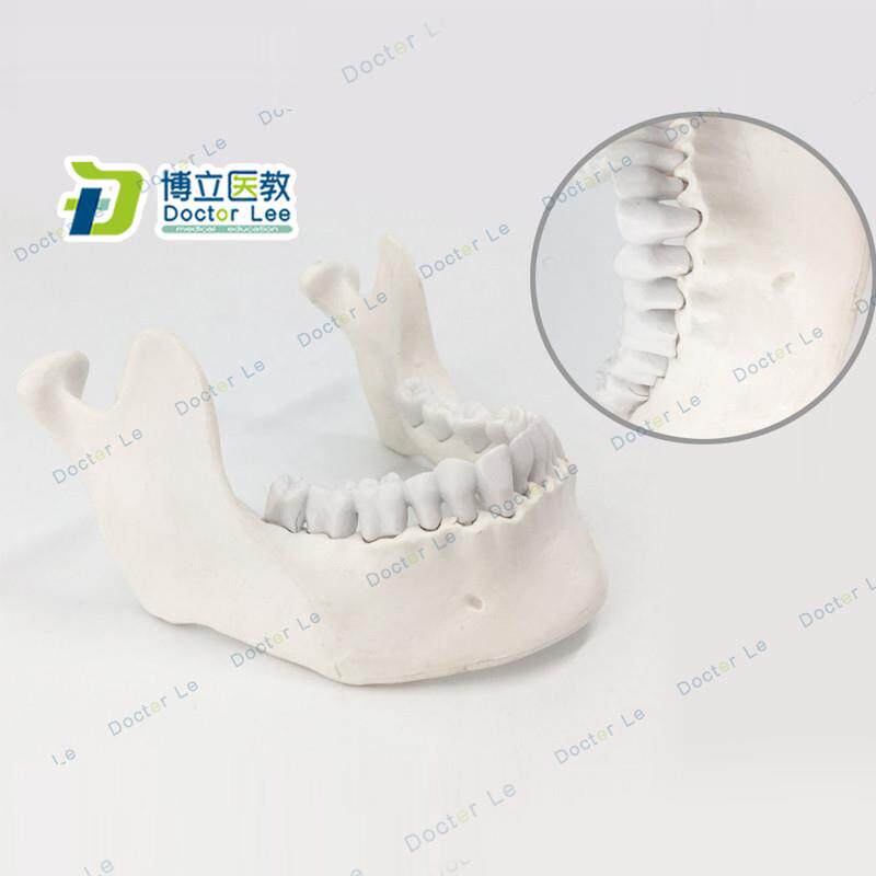下颌骨种植模型教学模型口腔z教学模型仿骨质标准牙模散骨模型