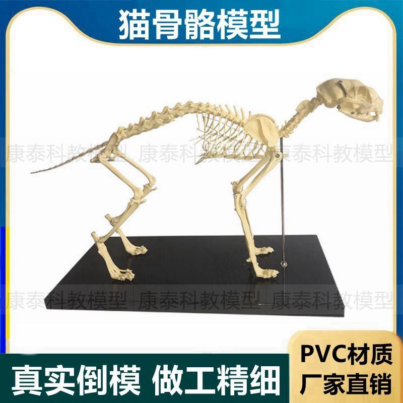 猫骨骼模型仿真塑胶动物倒模骨头犬骨G架狗狗骨髅大型犬宠物兽医
