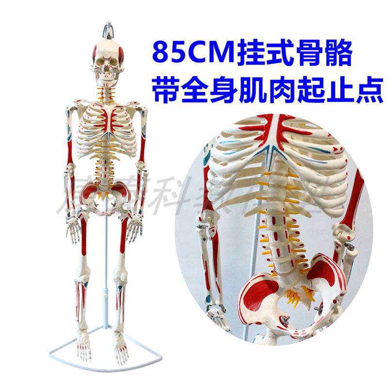 45CM85fCM人体骨骼模型骨架瑜伽教学装备医用仿真标本关节活动