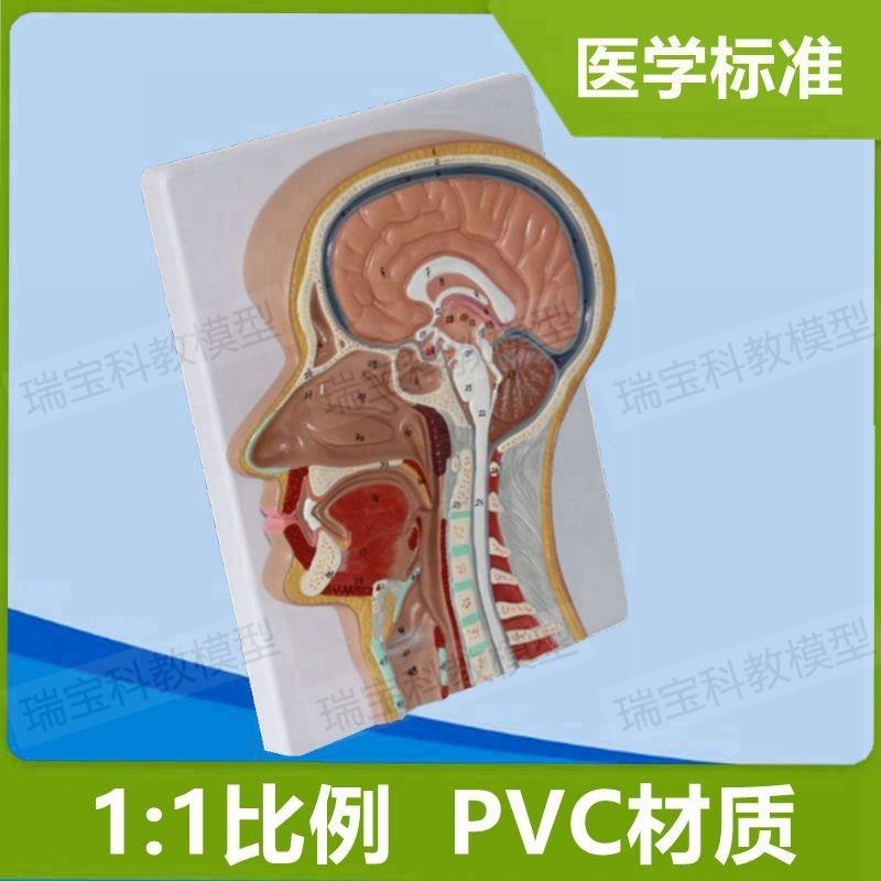 头颈部解剖模型颅脑鼻腔口舌咽喉咙气管扁桃体鼻窦额W窦五官科医