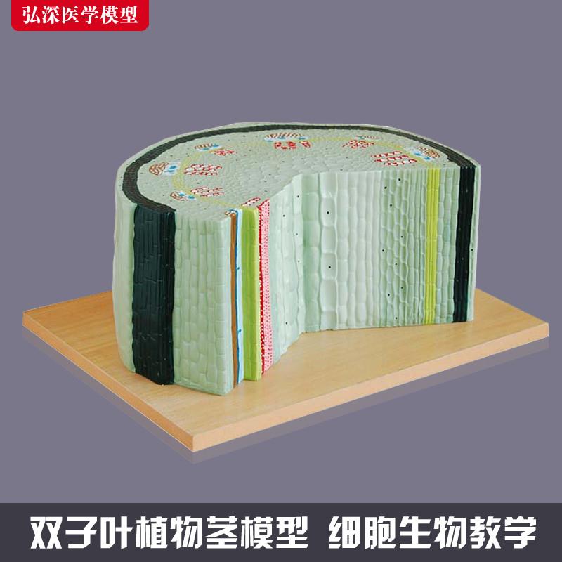 双子叶植物茎g细胞模型向日葵组织横切面解剖放大初中生物教学教
