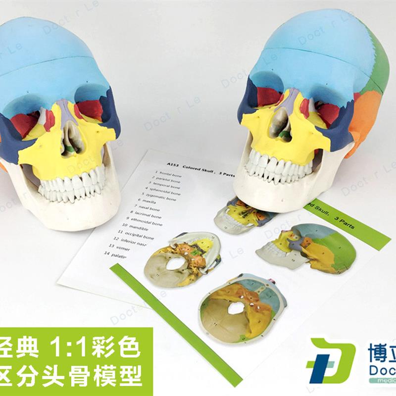 医用艺用头颅骨头骨教学仿真颅骨模型骷髅头O模型彩色头颅着色头