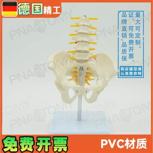 小型5节b腰椎带骨盆脊神经骨骼模型教学妇产科骨科疼痛科标本