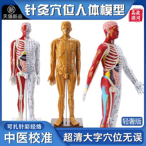 政河高级中医针灸经络穴位人体模型人数字L刻度器官骨骼十二全身