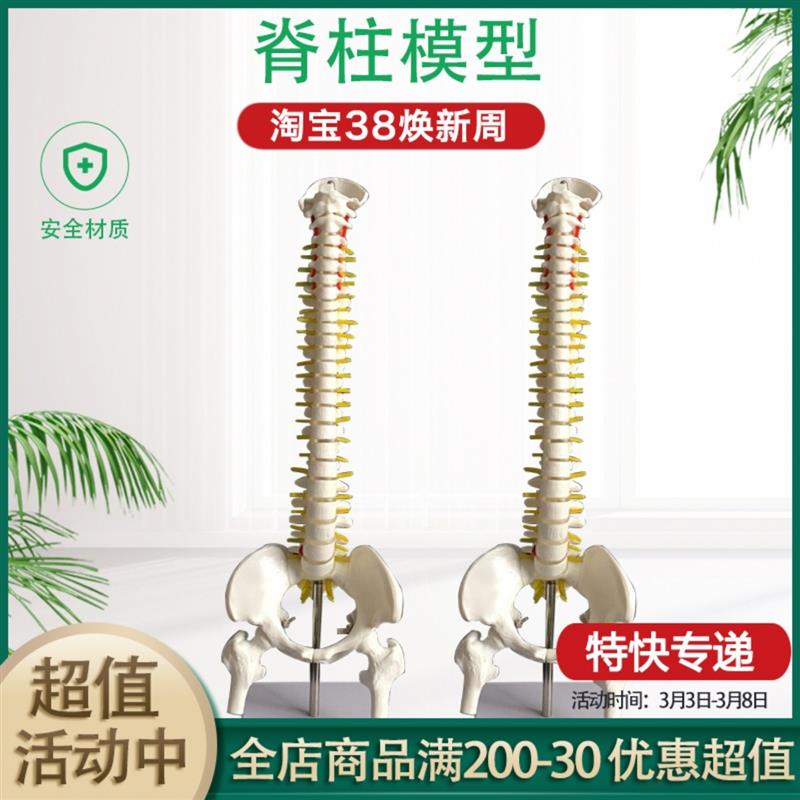 人体脊柱模型80CM成人1:1比例自然大脊椎N模型带颈椎胸椎尾椎盆骨