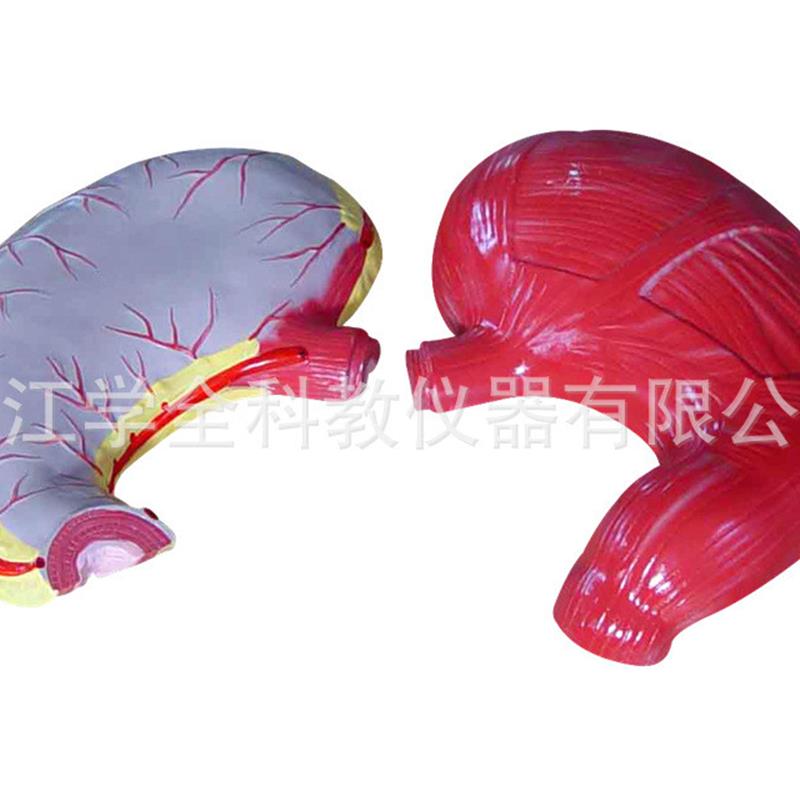 胃解剖模型生物模型初高中生物实验器材中学生.物教学仪器