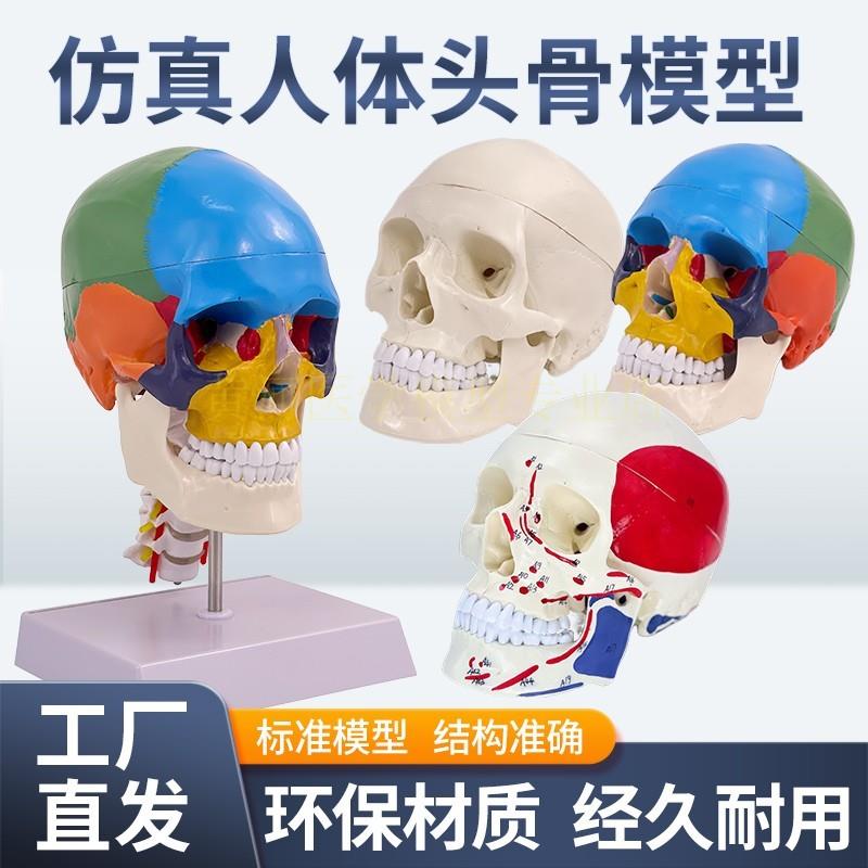 成人1:1医学仿真人体头骨模型头颅骨解剖数字编码标.识骷髅标本