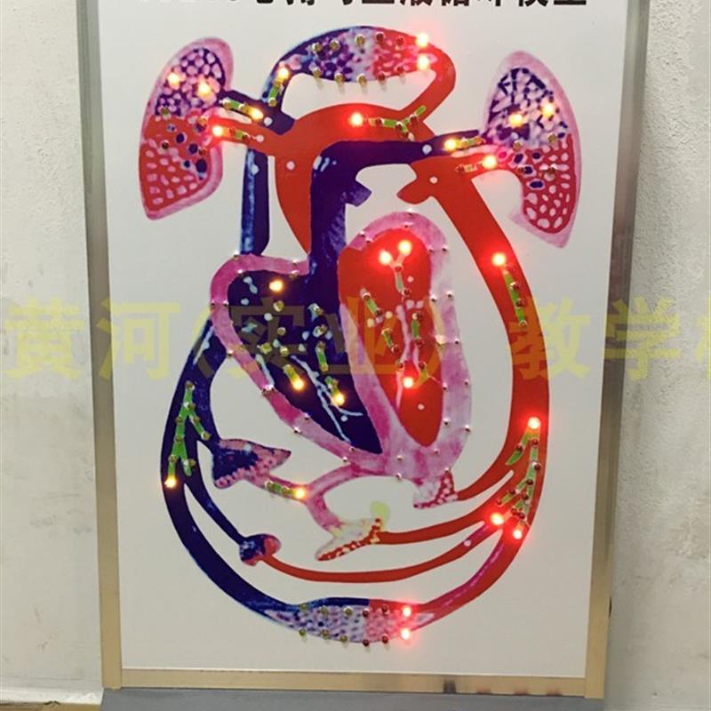 人体心脏搏动与血液循环A电动模型医学教学用标本