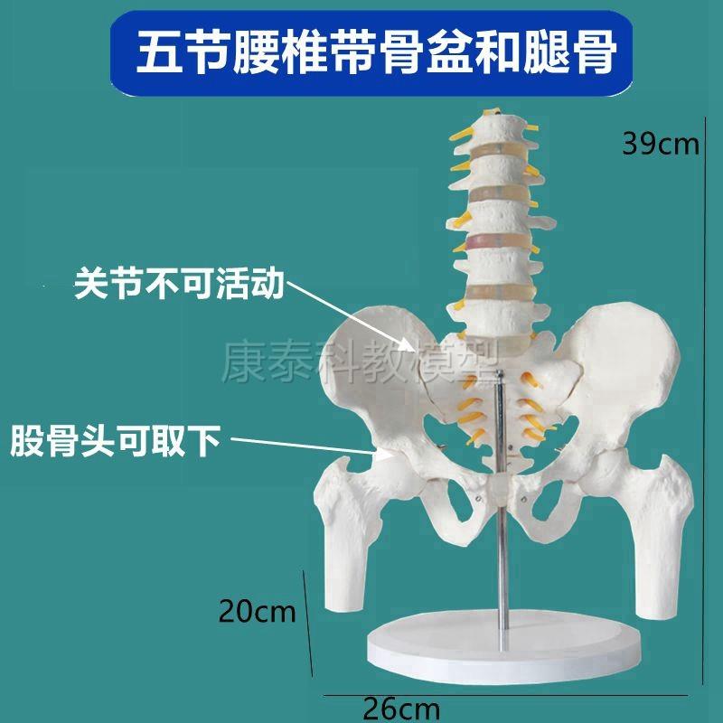 腰椎带骨盆模型仿真l1比1PVC材质股骨头可活动中医康复功能医用教