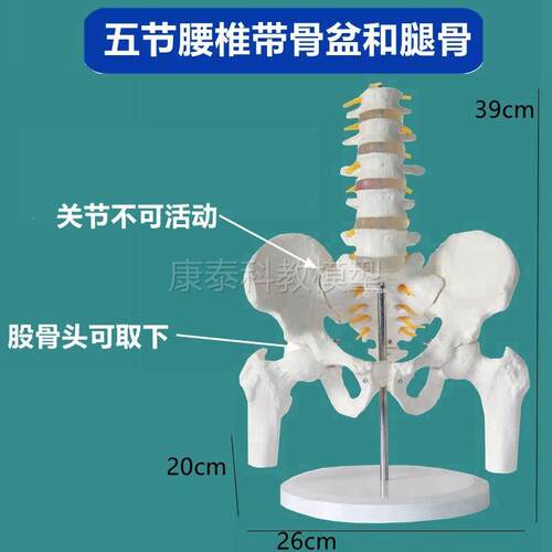 腰椎带骨盆模型仿真l1比1PVC材质股骨头可活动中医康复功能医用教