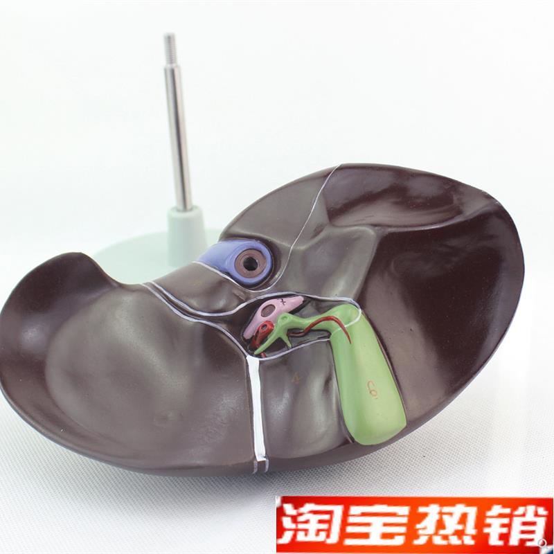 颐诺正品医用人体肝脏模型肝解剖模型肝门胆囊胆管结构消化系统