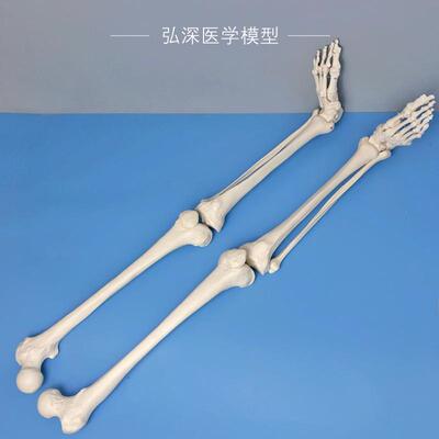人体下肢关节f模型腿骨股骨胫骨腓骨脚掌骨骼结构骨科医学教学模